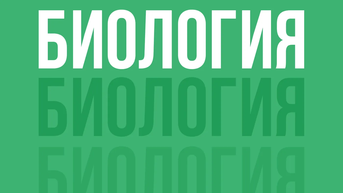 Типографика